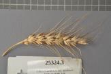 Click for 1 image(s) for this accession. Spike